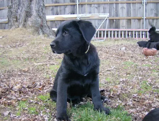 German shepherd lab deals pitbull mix puppies